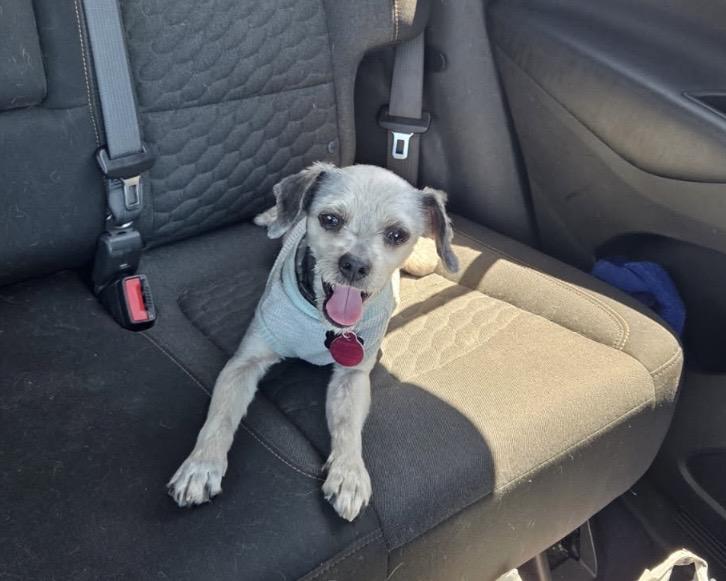 Olly, a ADOPTABLE mixed breed in Las Vegas, NV image 2/3