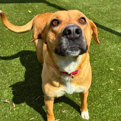 Peep, Adoptable, Adult Female Labrador Retriever & Mixed Breed.