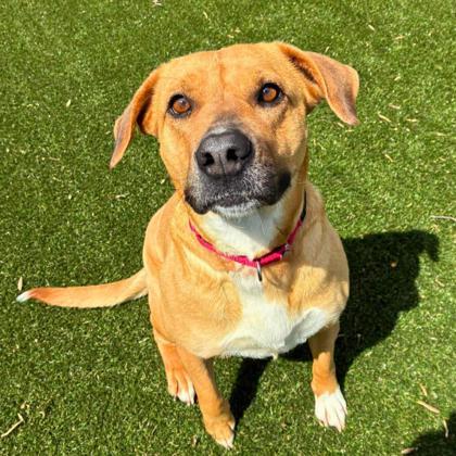 Enlarge Peep, a Adoptable mixed breed in Gastonia, NC image 2/3