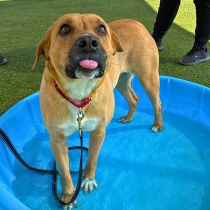 Enlarge Peep, a Adoptable mixed breed in Gastonia, NC image 3/3