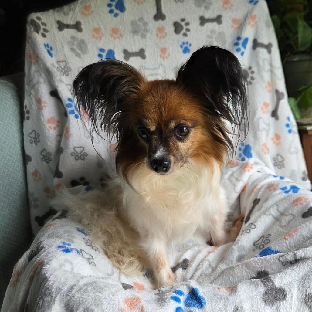 Gimlet, Adoptable, Senior Female Papillon.