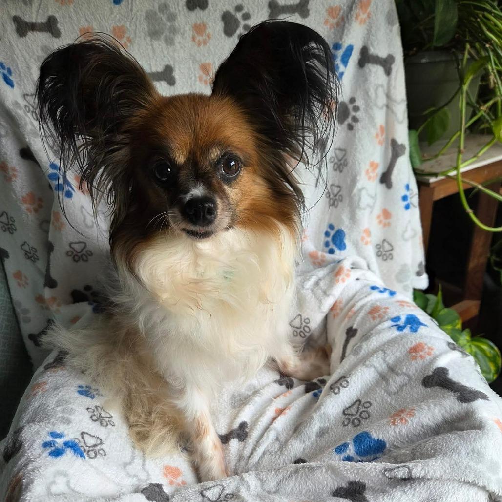 Gimlet, a Adoptable Papillon in Jackson, MO image 2/5