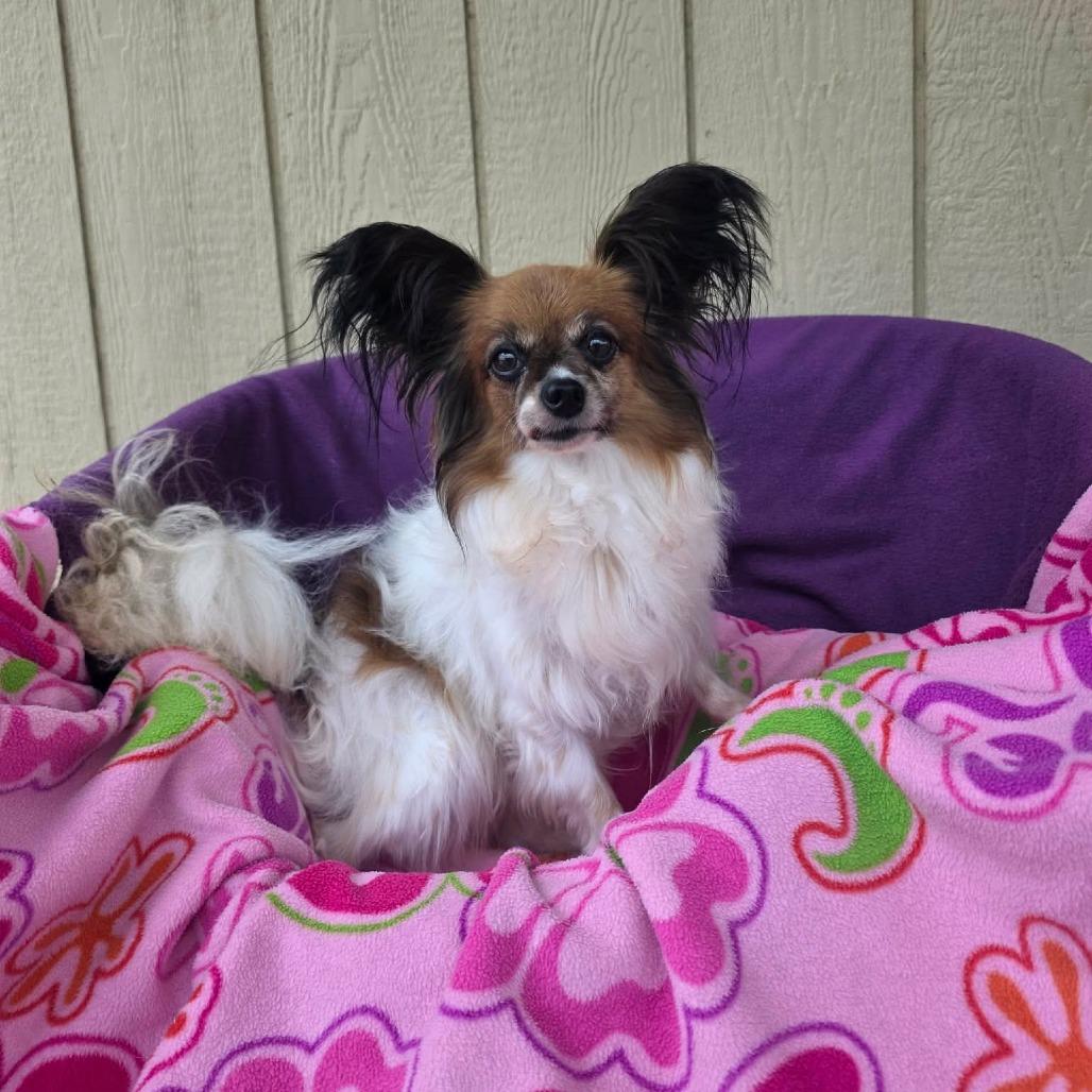 Gimlet, a Adoptable Papillon in Jackson, MO image 3/5