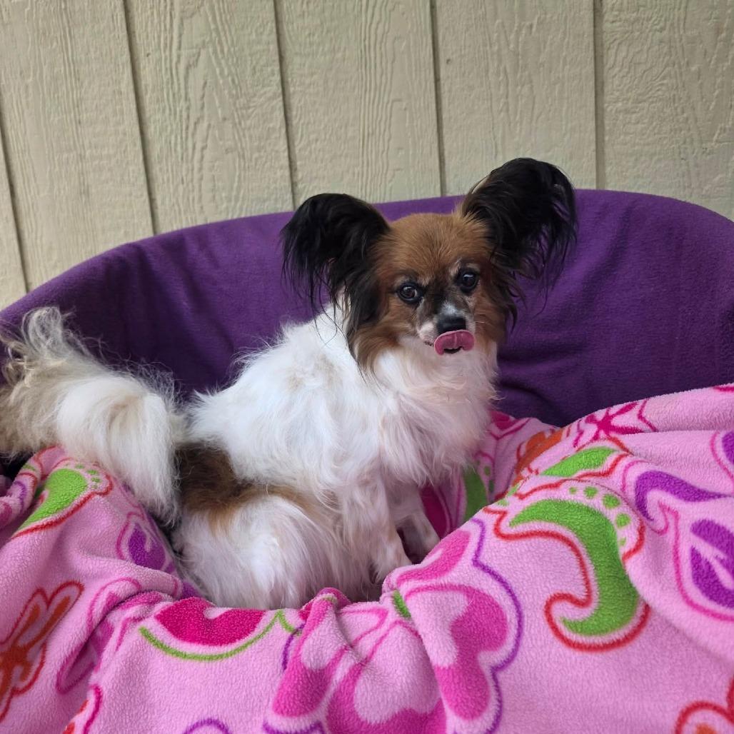 Gimlet, a Adoptable Papillon in Jackson, MO image 4/5