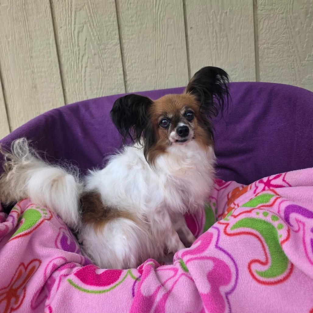 Gimlet, a Adoptable Papillon in Jackson, MO image 5/5