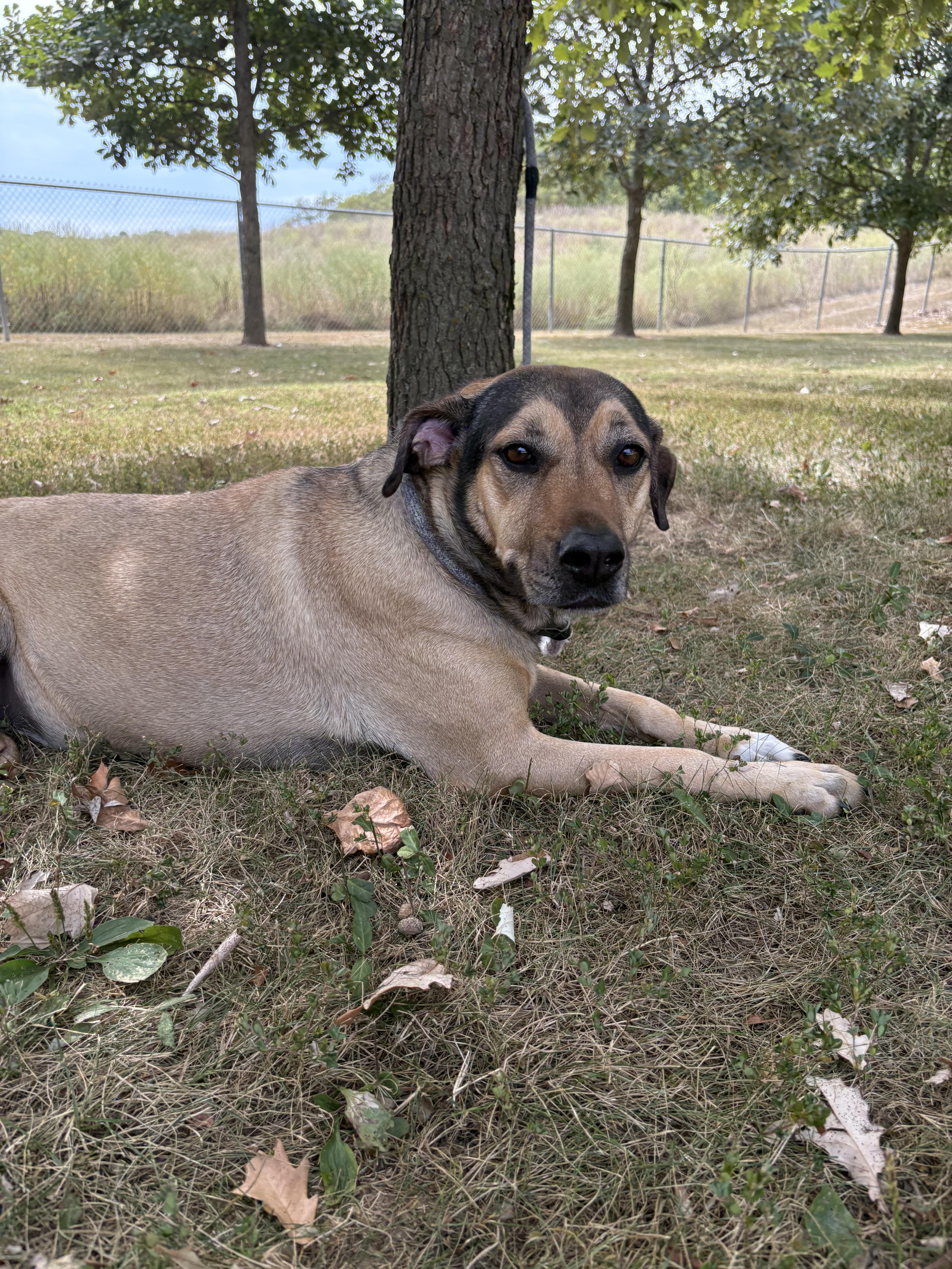 Enlarge Layla, a Adoptable mixed breed in Godfrey, IL image 1/1