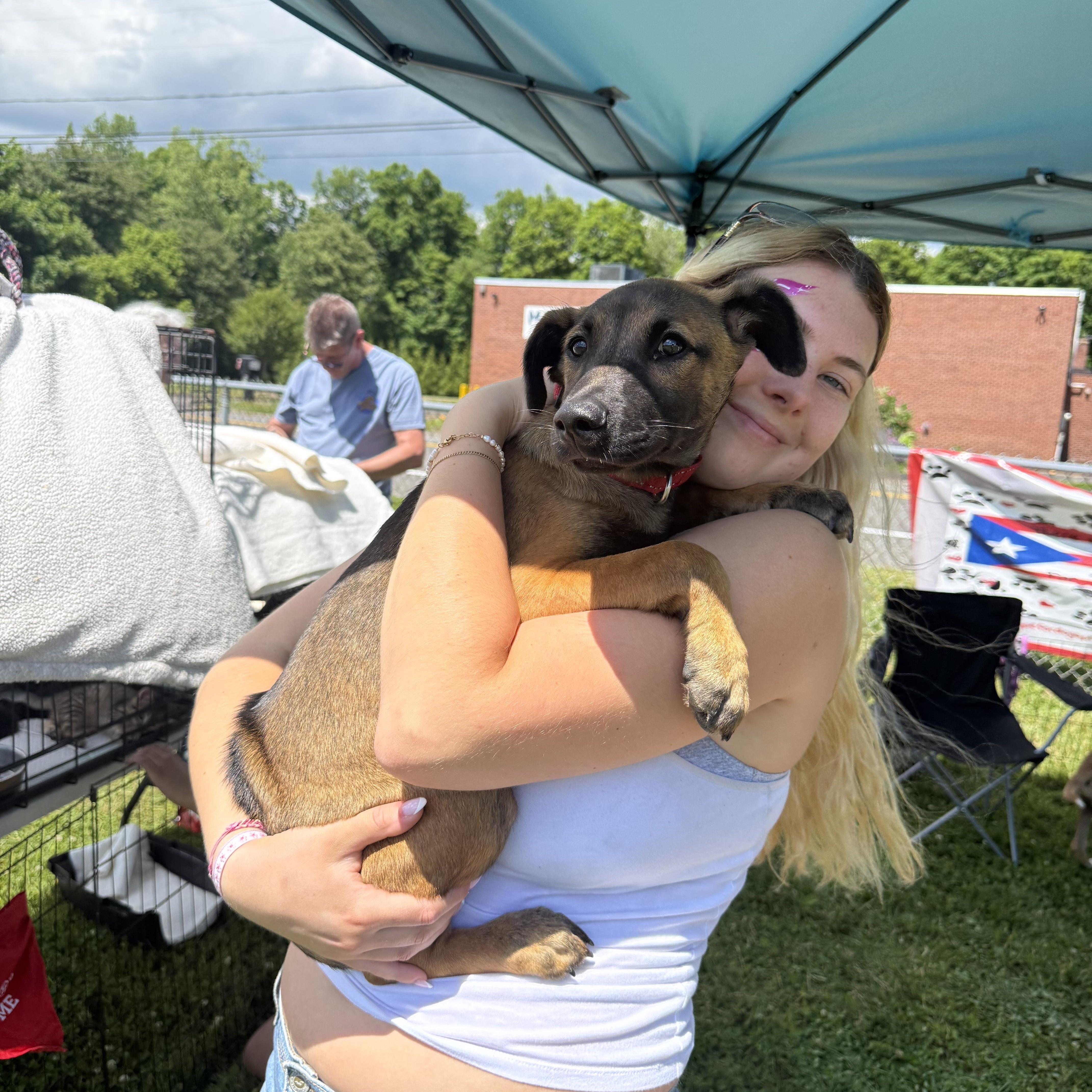 Puchito, a ADOPTABLE mixed breed in Montclair, NJ image 4/5