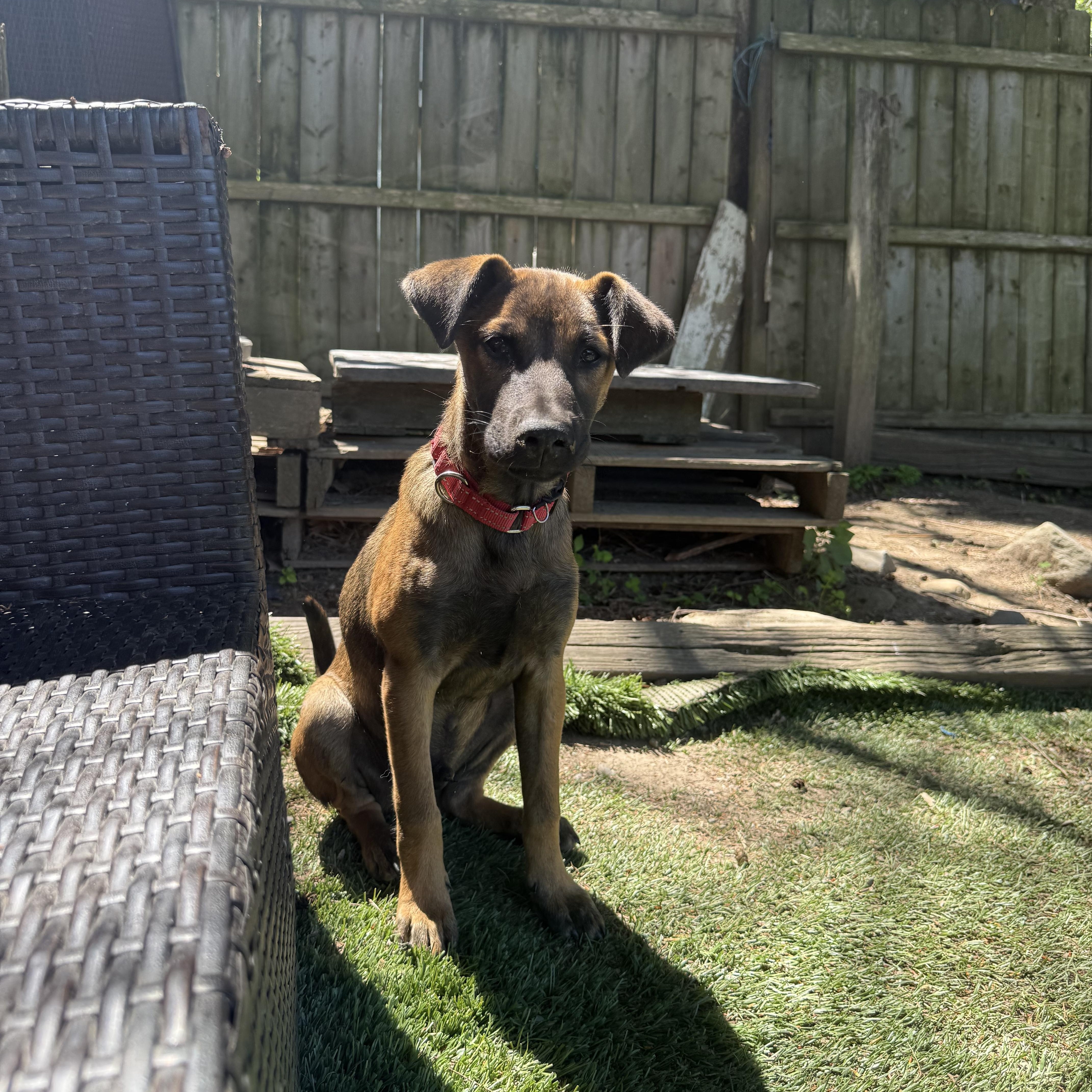 Puchito, a ADOPTABLE mixed breed in Montclair, NJ image 1/5