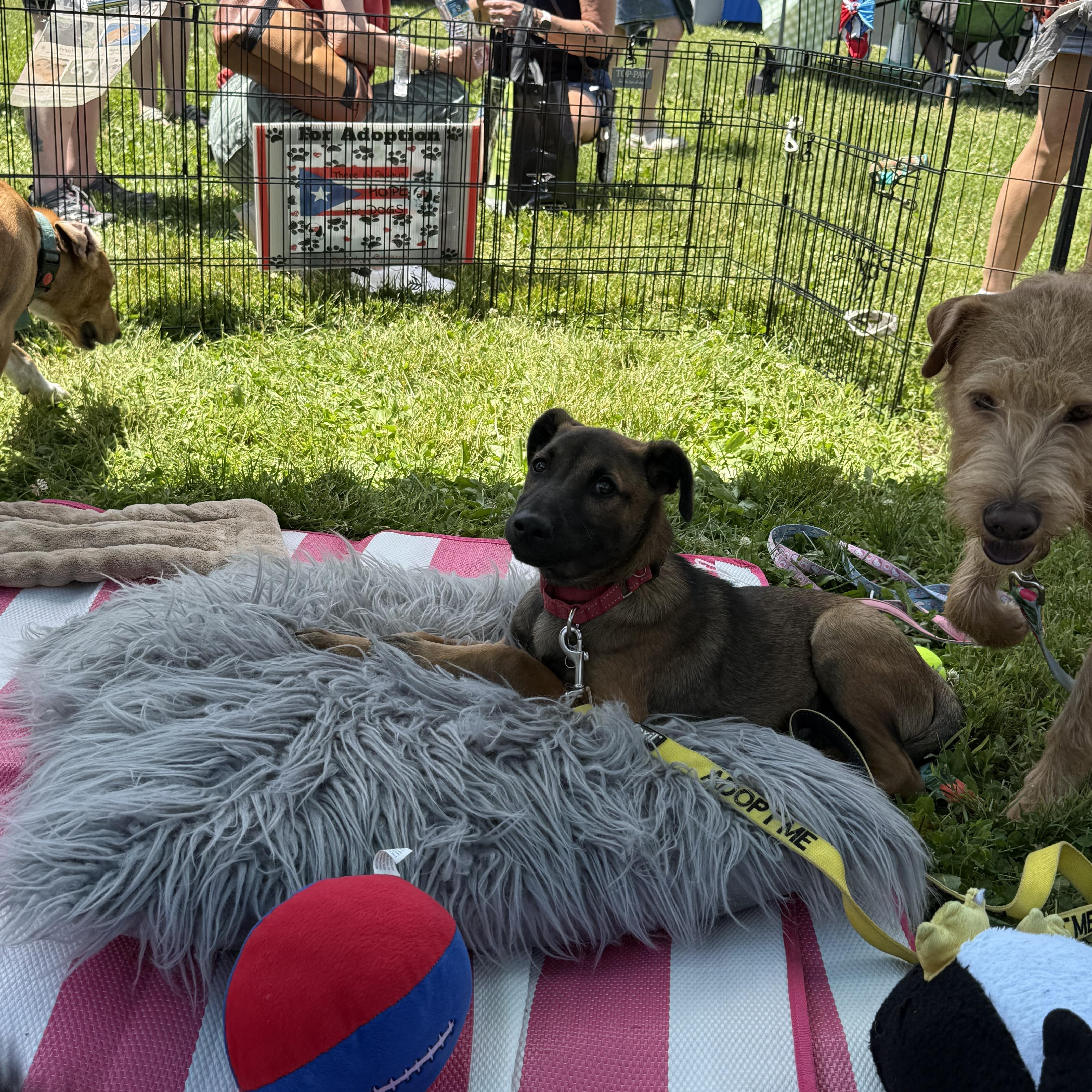 Puchito, a ADOPTABLE mixed breed in Montclair, NJ image 2/5