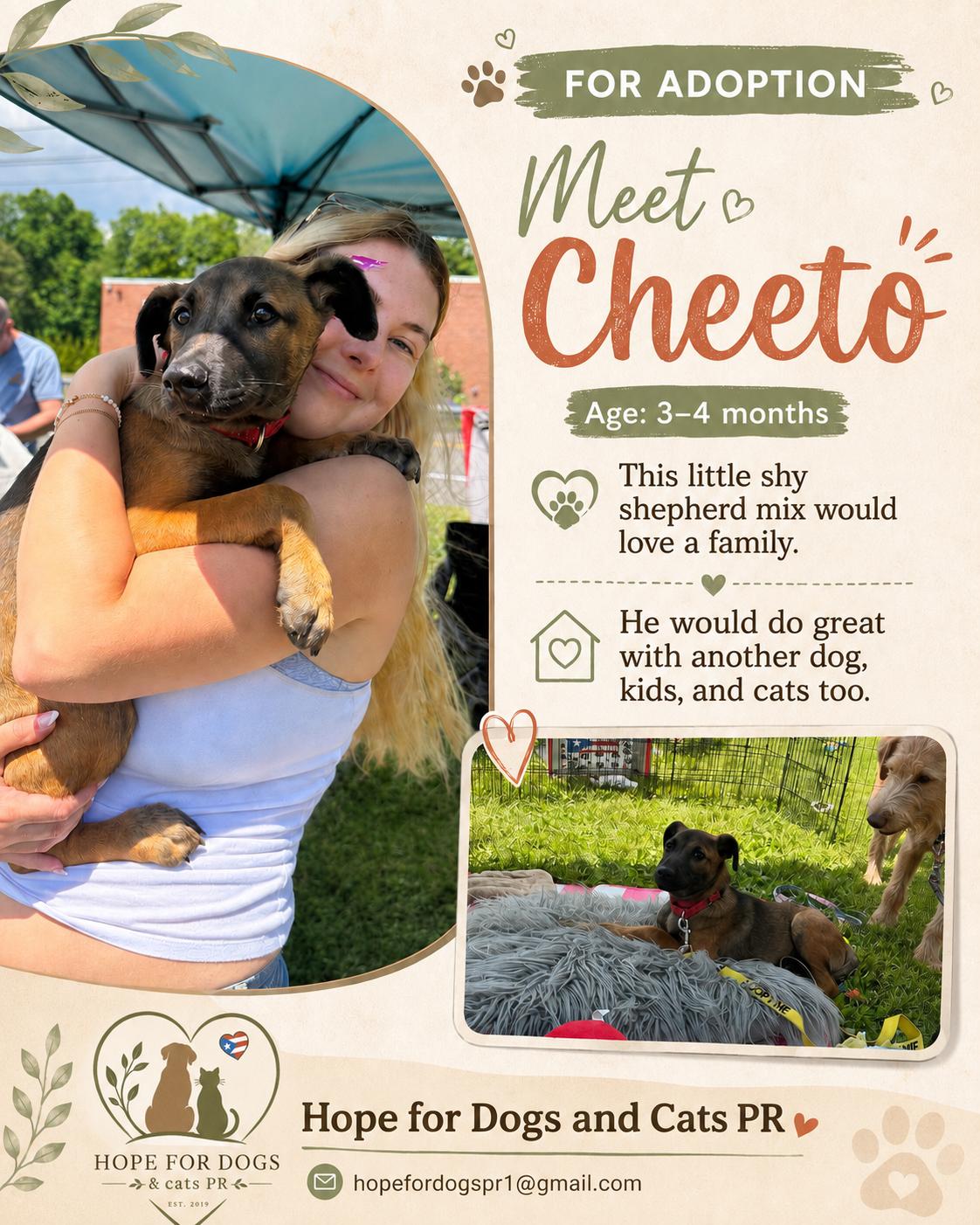 Puchito, a ADOPTABLE mixed breed in Montclair, NJ image 3/5