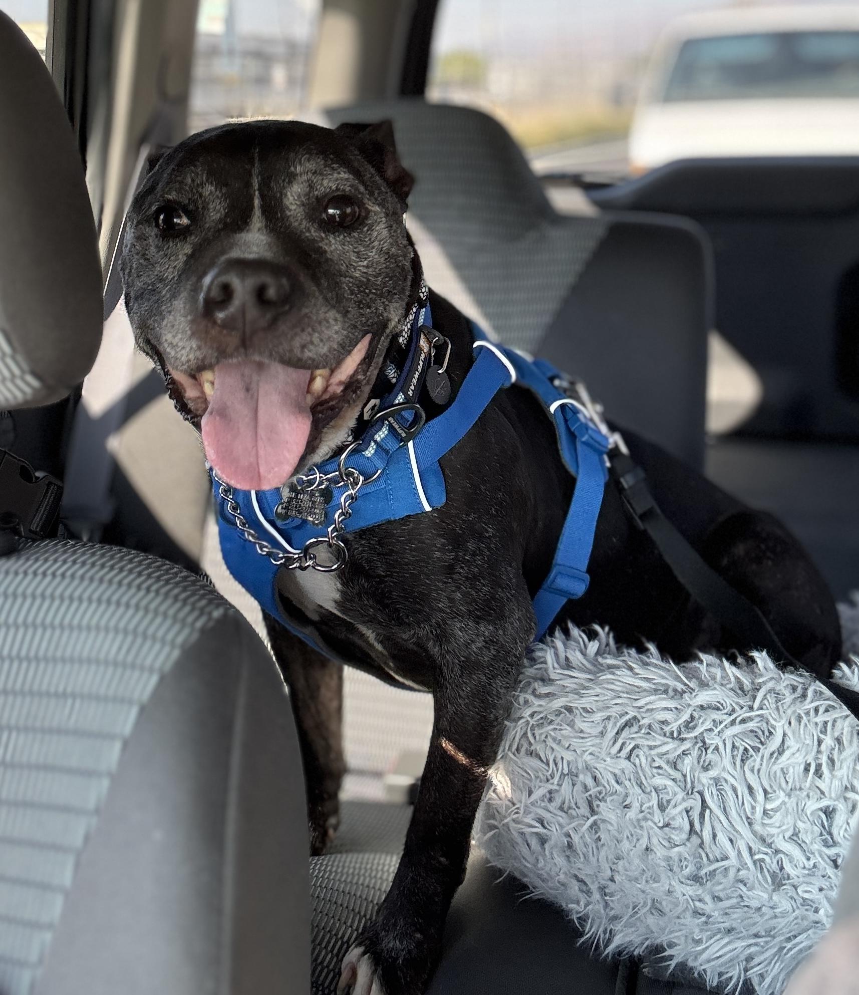 Enlarge Dillon, a Adoptable mixed breed in Los Angeles, CA image 1/6