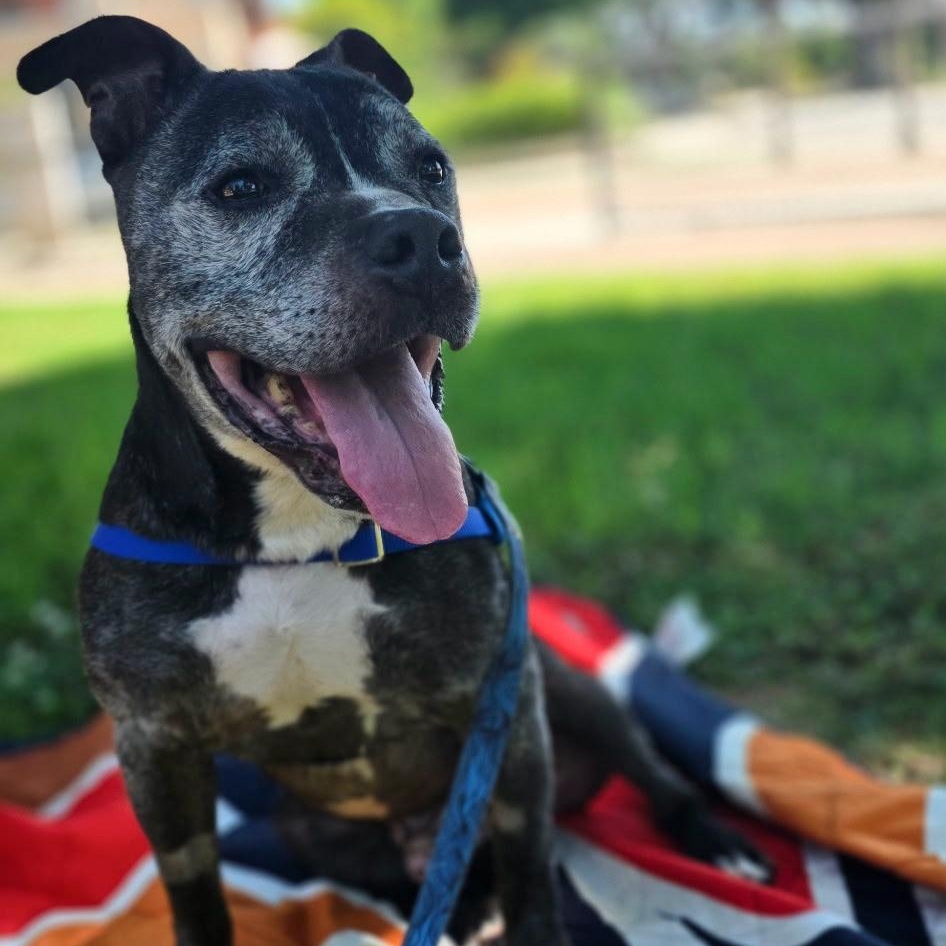 Dillon, ADOPTABLE, Adult • Male, American Staffordshire Terrier.