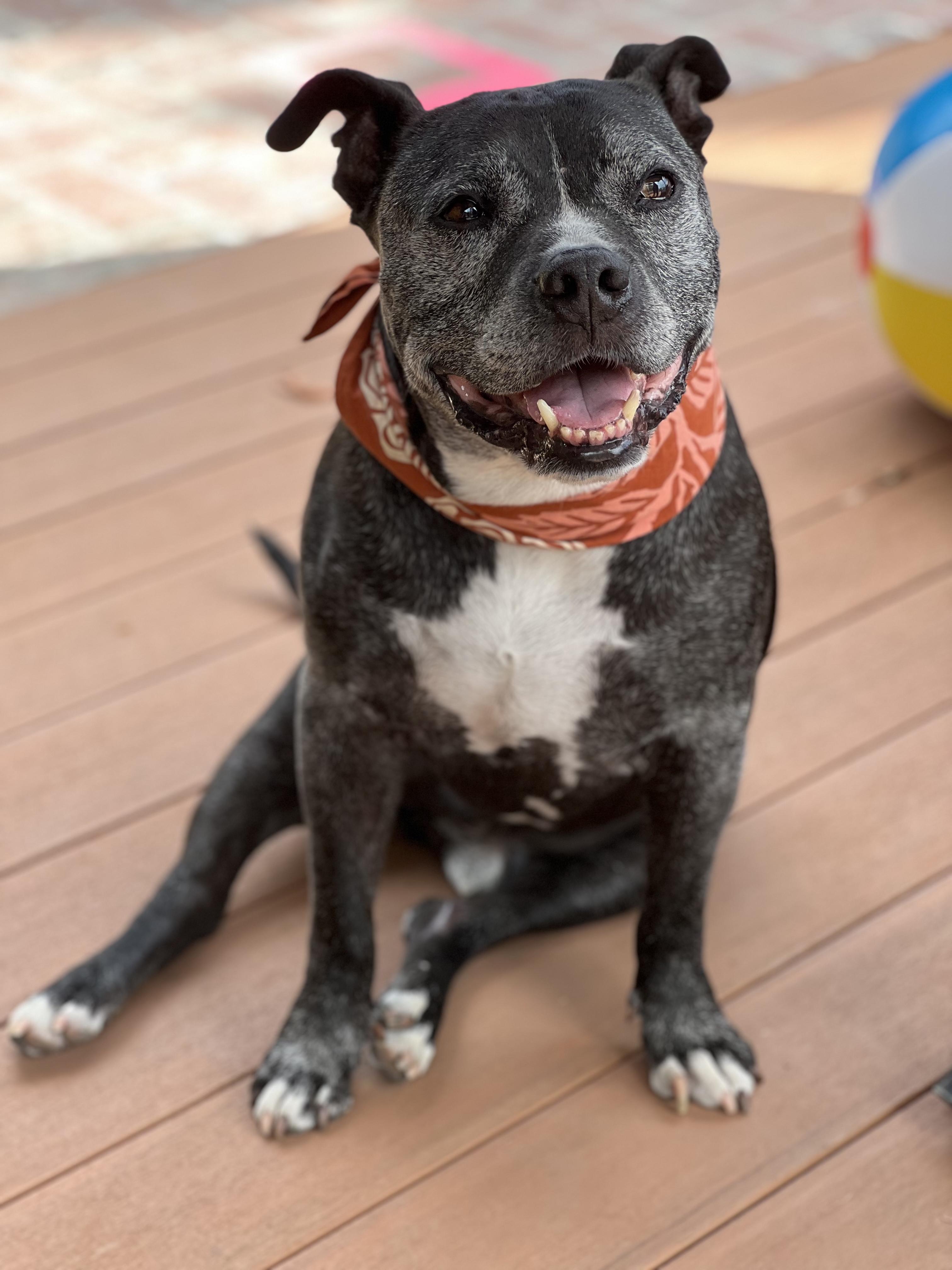 Enlarge Dillon, a Adoptable mixed breed in Los Angeles, CA image 2/6