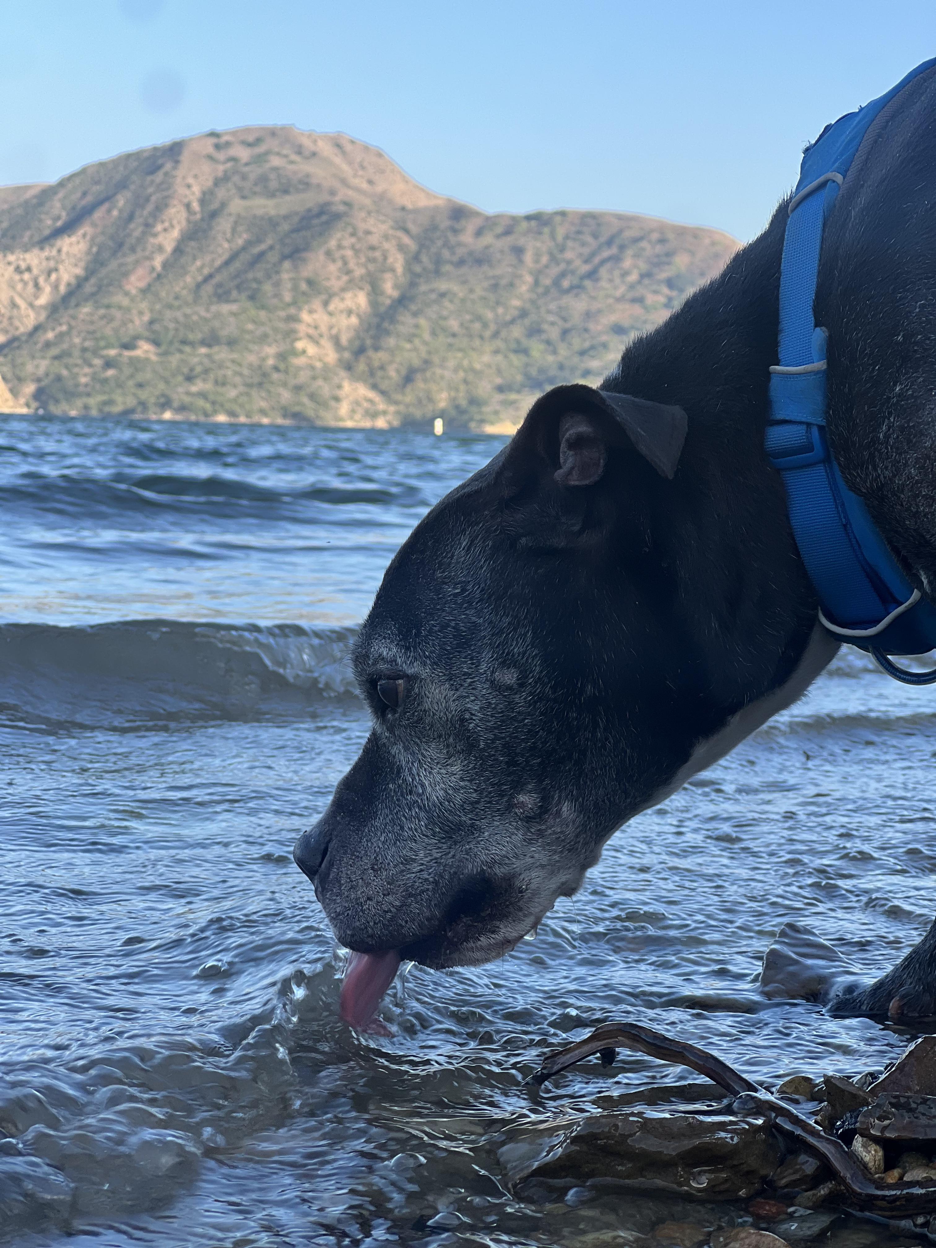 Dillon, a Adoptable mixed breed in Los Angeles, CA image 3/5
