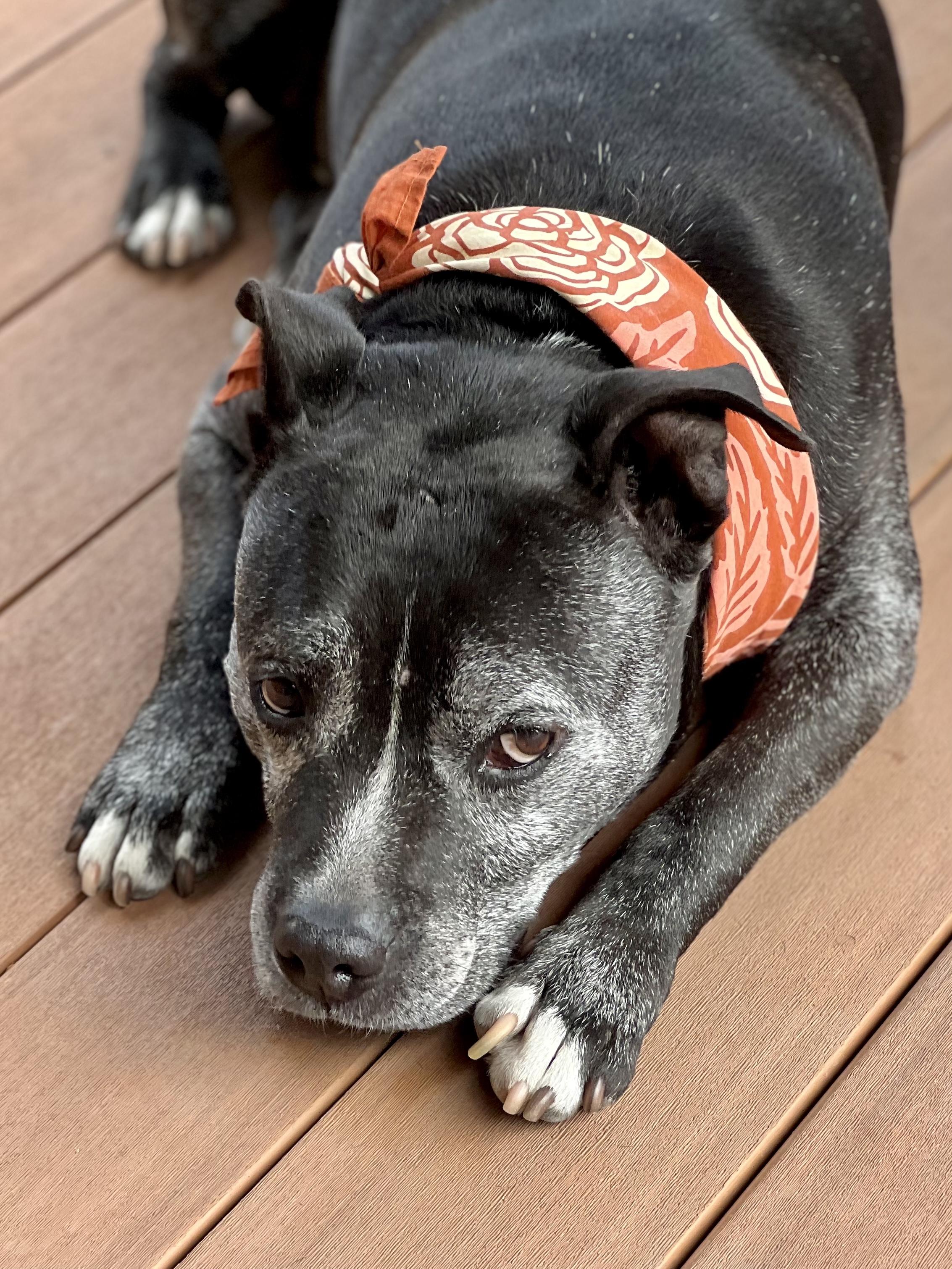 Enlarge Dillon, a Adoptable mixed breed in Los Angeles, CA image 5/6