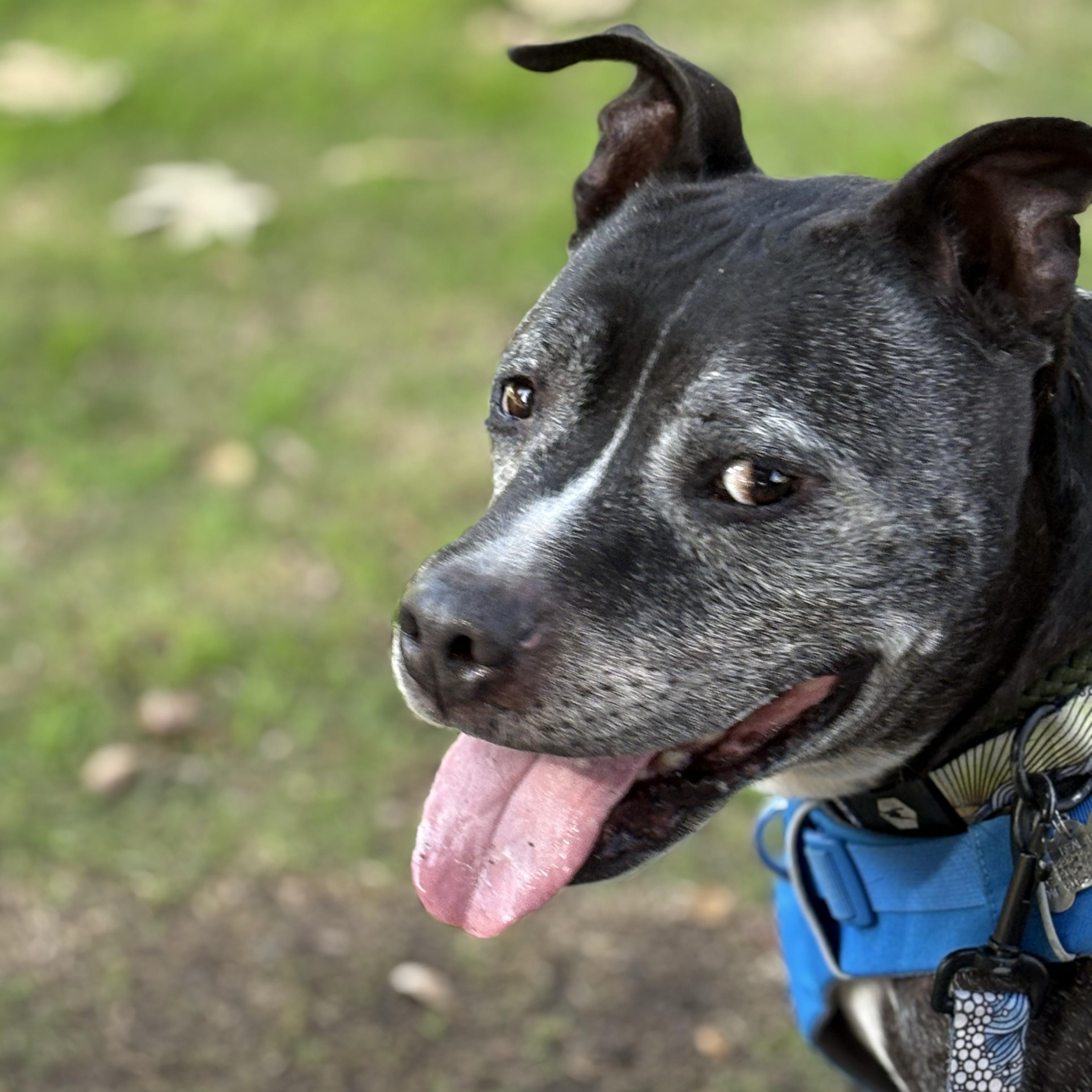 Dillon, Adoptable, Senior Male Staffordshire Bull Terrier.