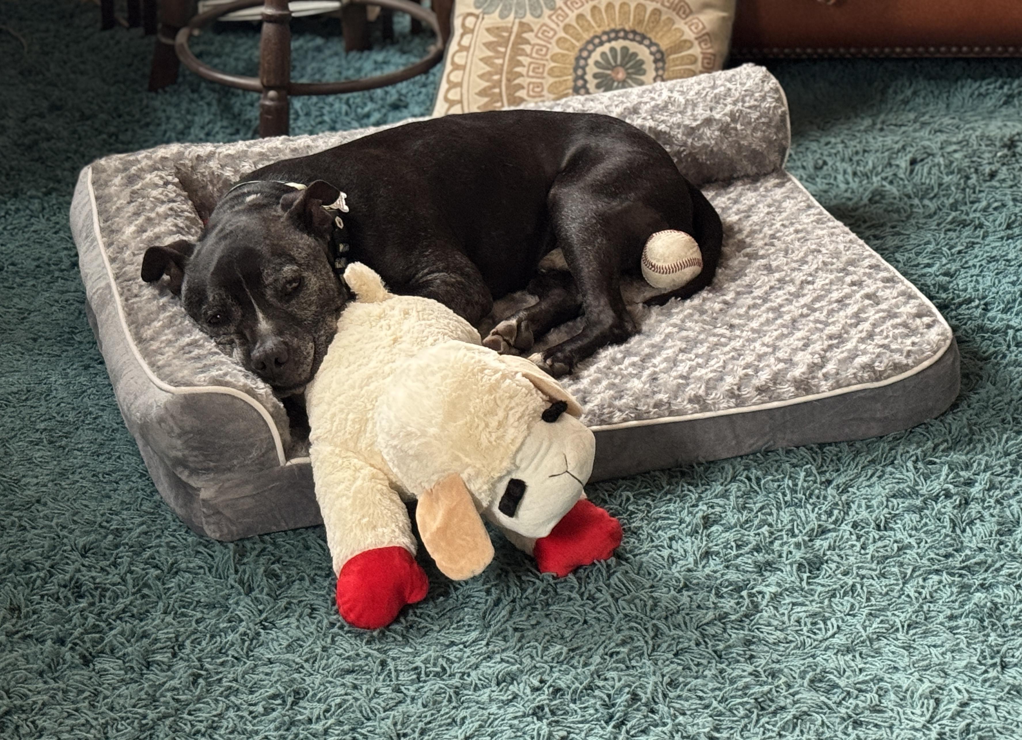 Enlarge Dillon, a Adoptable mixed breed in Los Angeles, CA image 6/6