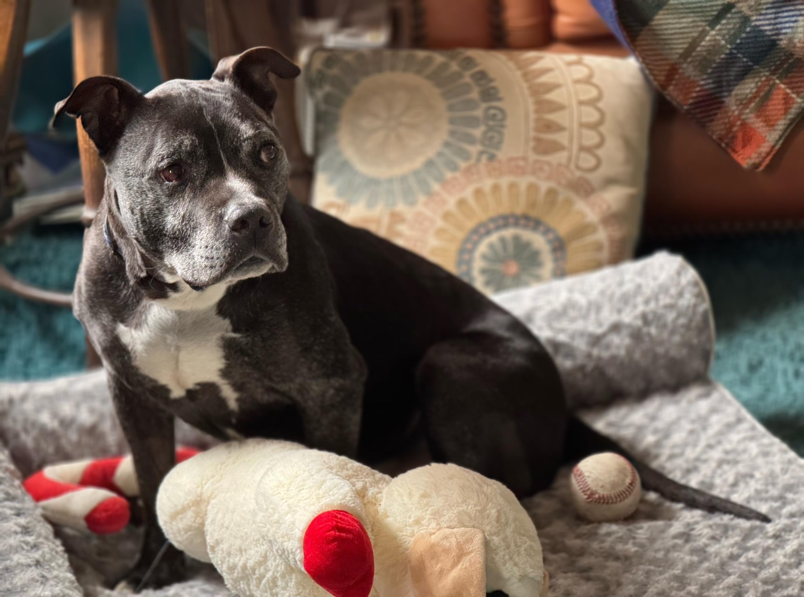 Enlarge Dillon, a Adoptable mixed breed in Los Angeles, CA image 4/5