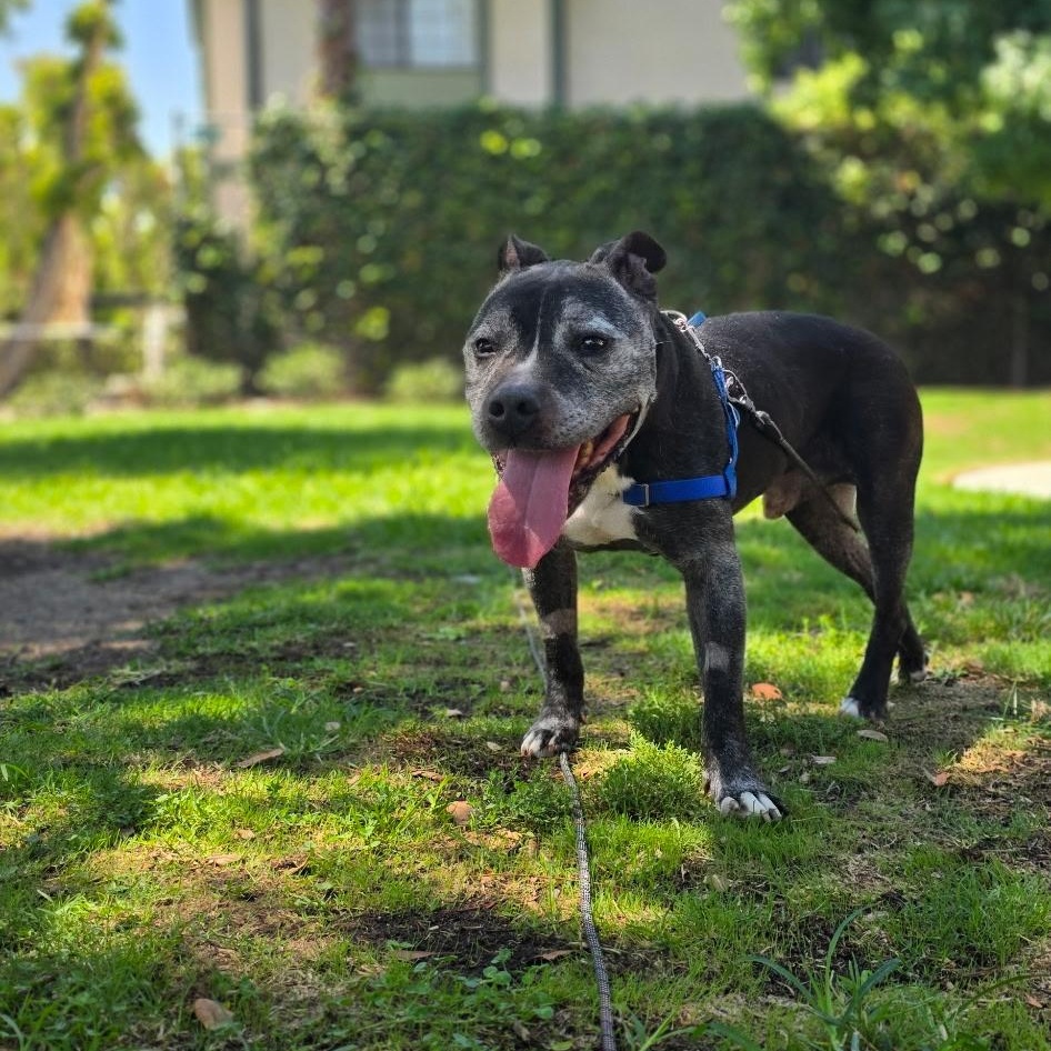 Enlarge Dillon, a Adoptable mixed breed in Los Angeles, CA image 2/6