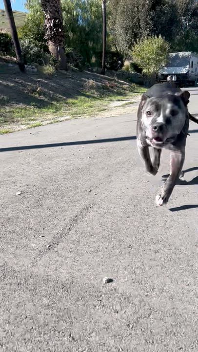 Enlarge Dillon, a Adoptable mixed breed in Los Angeles, CA video 3/6