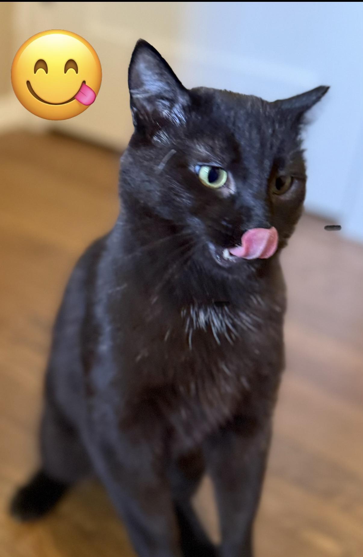Enlarge Stewart, a ADOPTABLE Domestic Short Hair in Old Bridge, NJ image 2/3