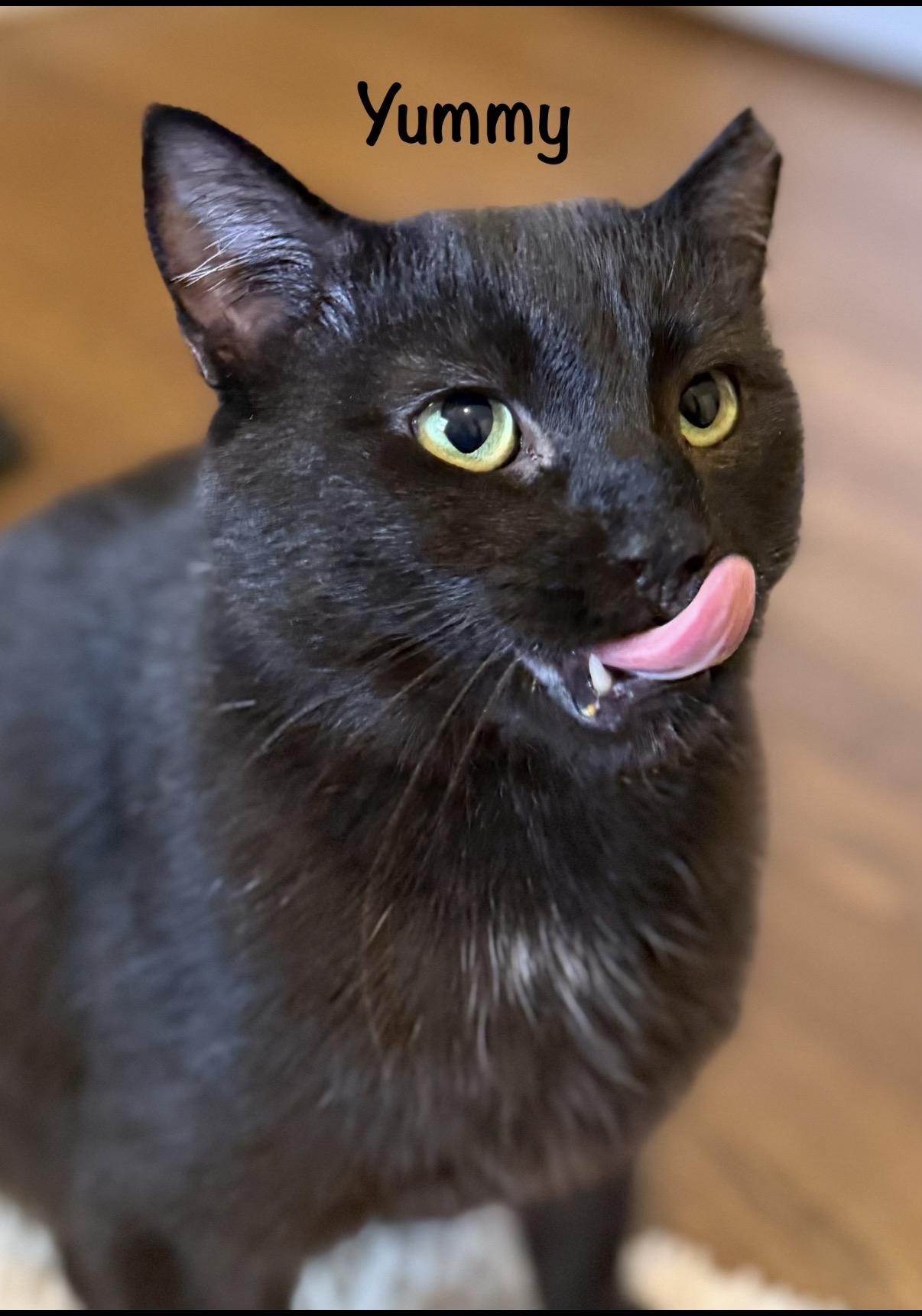 Enlarge Stewart, a ADOPTABLE Domestic Short Hair in Old Bridge, NJ image 3/3