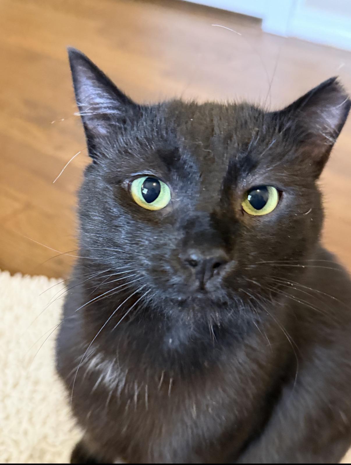 Enlarge Stewart, a ADOPTABLE Domestic Short Hair in Old Bridge, NJ image 1/3