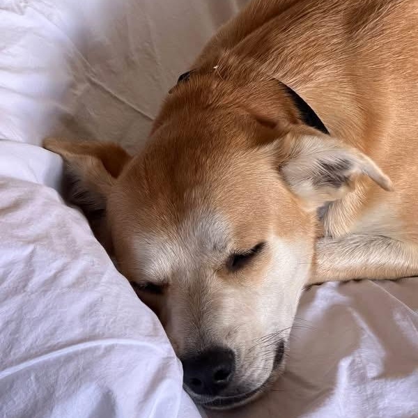 Enlarge Goldie, an adopted mixed breed in Brentwood, TN image 2/2