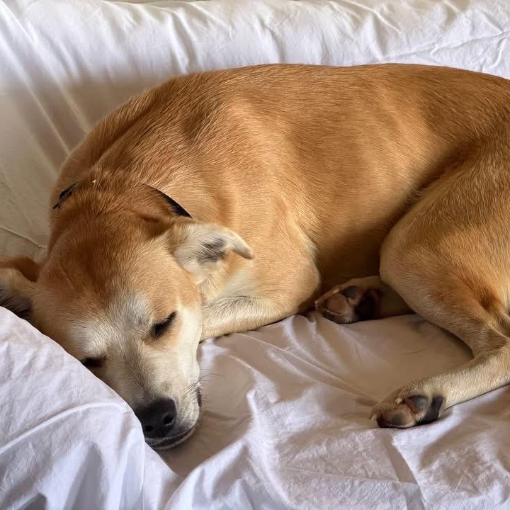 Goldie, adopted, Young Female Labrador Retriever.