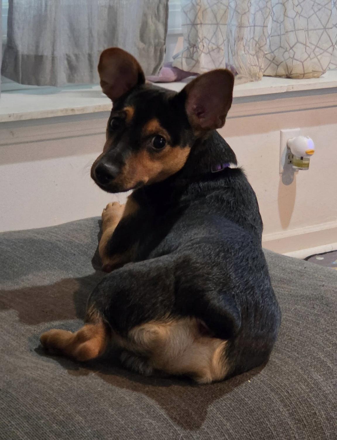 Whiskey, a Adoptable mixed breed in Fort Wayne, IN image 1/3