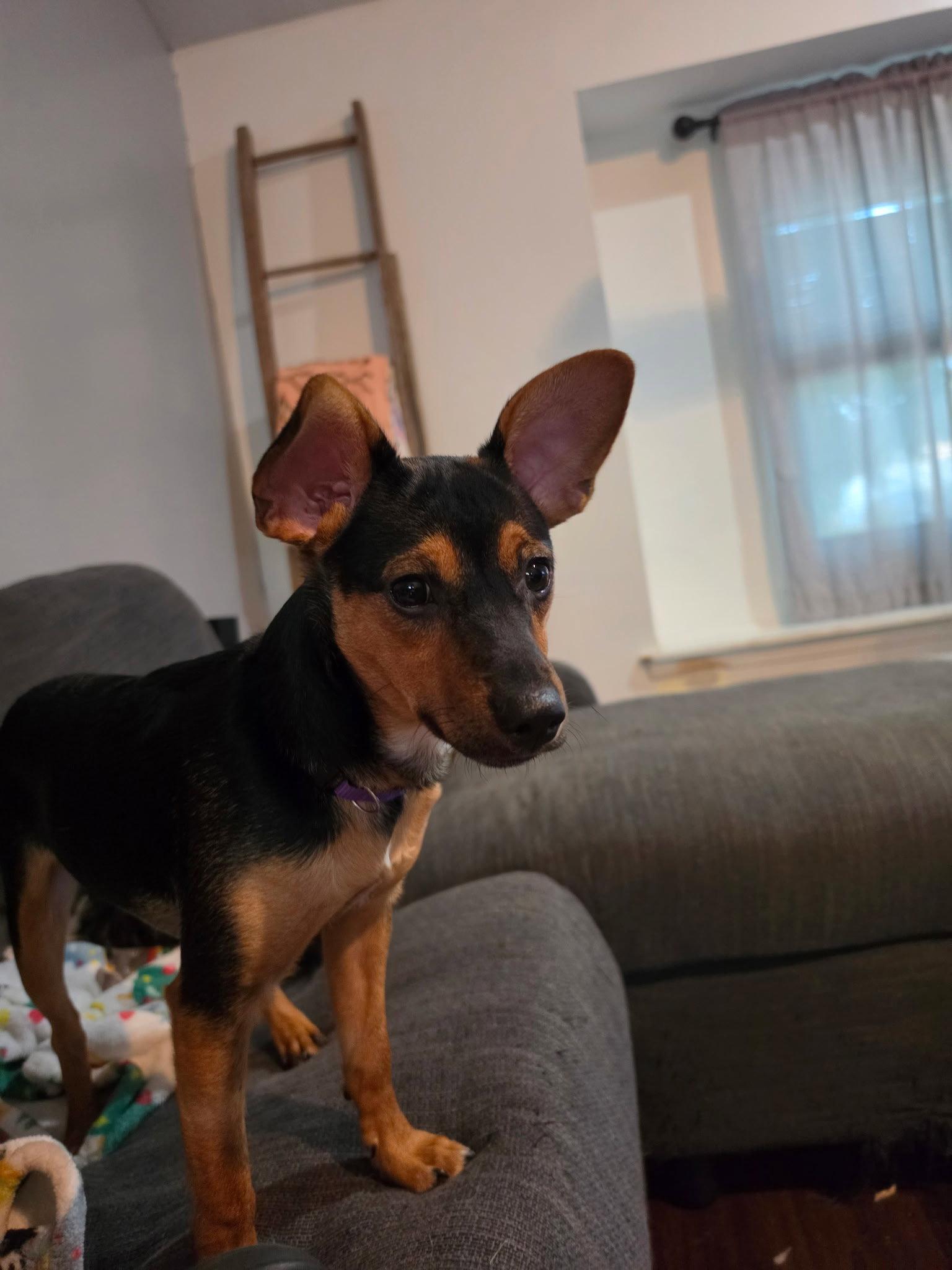 Whiskey, a Adoptable mixed breed in Fort Wayne, IN image 3/3