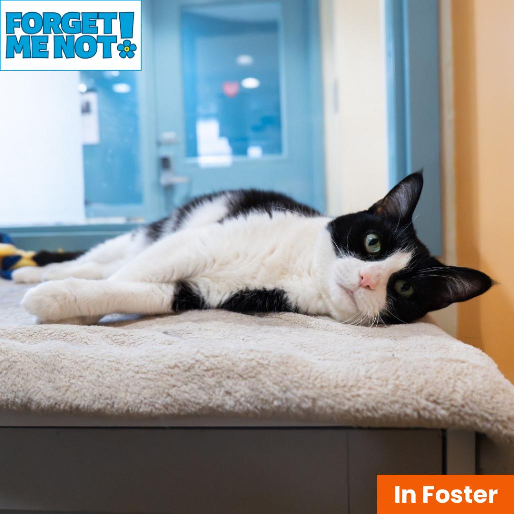 Goose, Adoptable, Senior Female Domestic Short Hair.