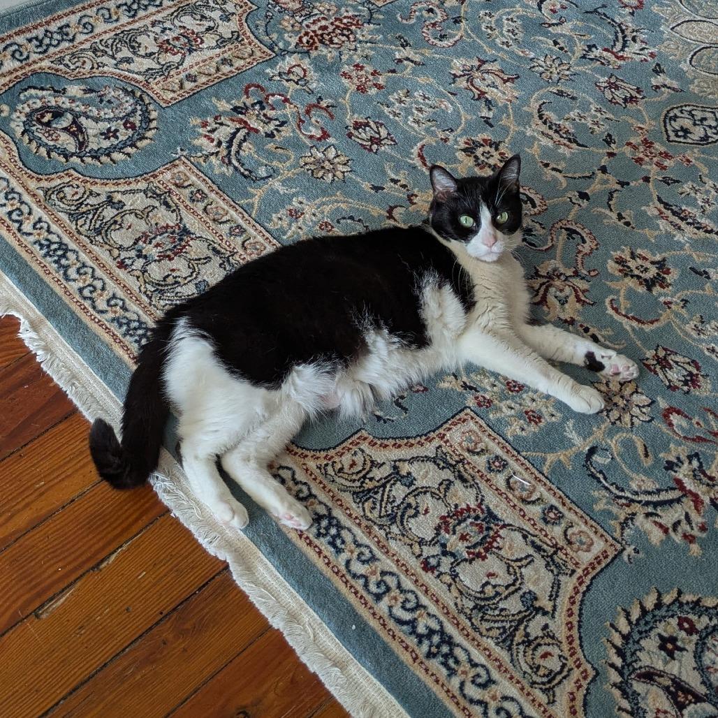 Goose, Adoptable, Senior Female Domestic Short Hair.