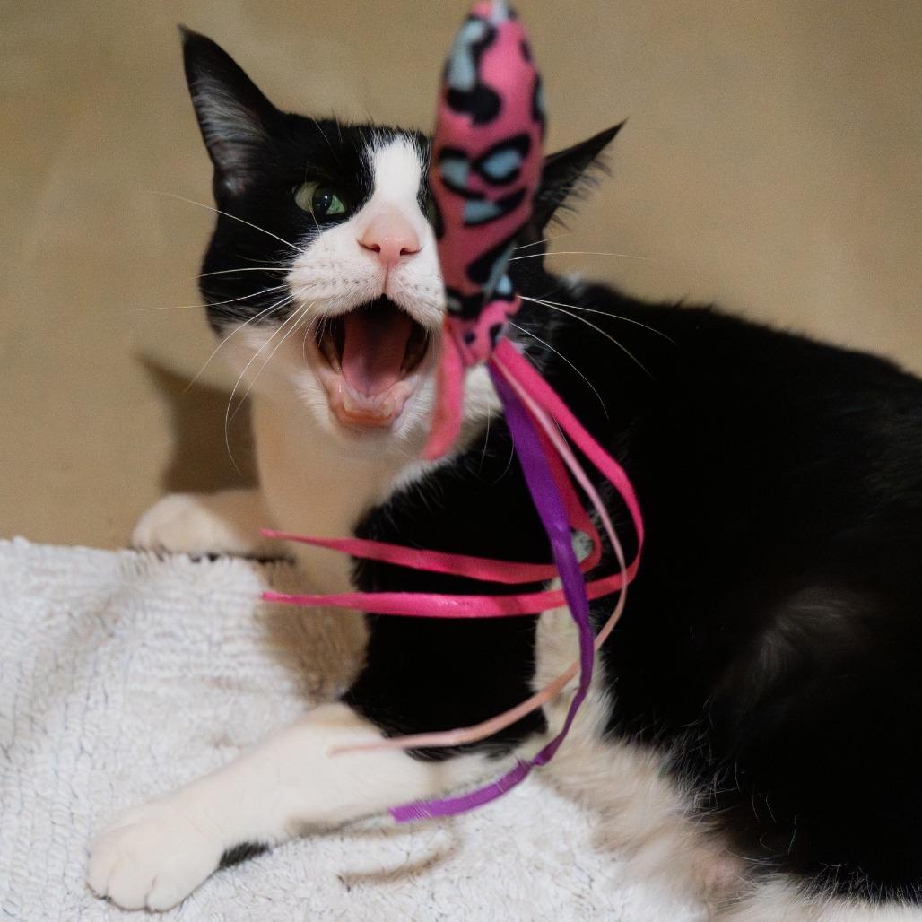 Goose, a Adoptable Domestic Short Hair in Baltimore, MD image 3/6