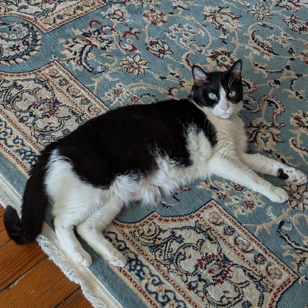 Goose, a Adoptable Domestic Short Hair in Baltimore, MD image 4/6