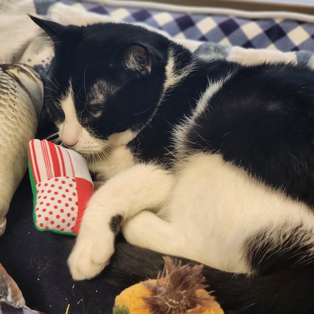 Enlarge Goose, a Adoptable Domestic Short Hair in Baltimore, MD image 2/6