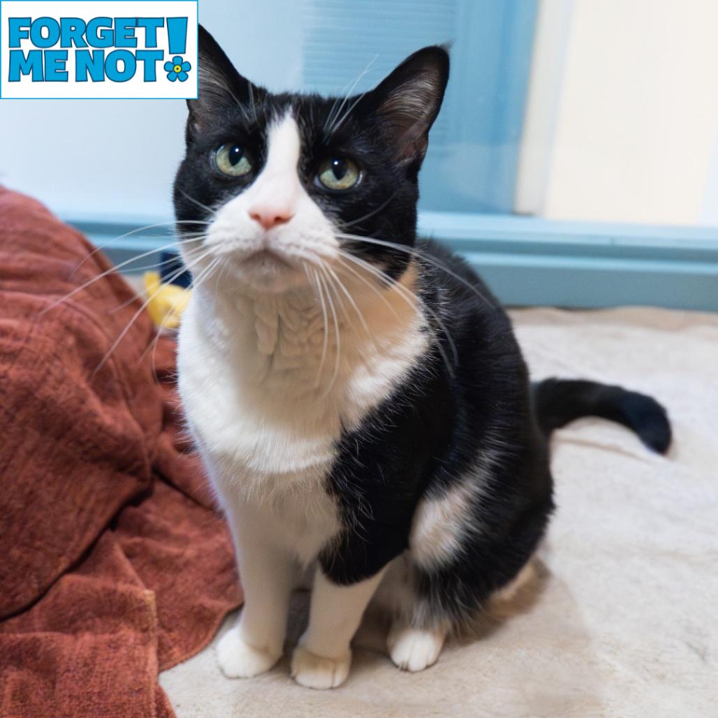 Enlarge Goose, a Adoptable Domestic Short Hair in Baltimore, MD image 4/6