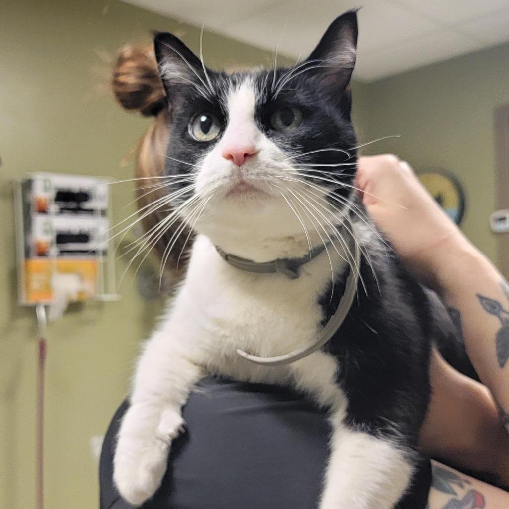 Enlarge Goose, a Adoptable Domestic Short Hair in Baltimore, MD image 4/6