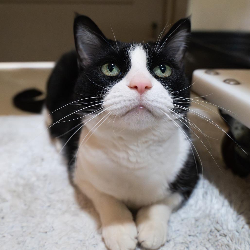 Goose, a Adoptable Domestic Short Hair in Baltimore, MD image 6/6
