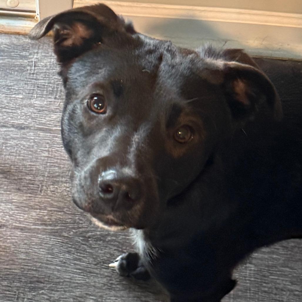 Enlarge Susan, a Adoptable Mixed Breed in Huntsville, AL image 1/1