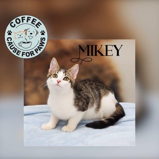 Mikey, Adoptable, Young Male Domestic Short Hair.