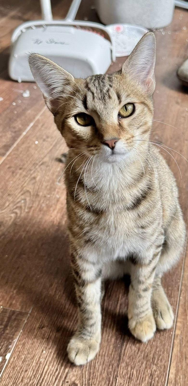 Enlarge Duma, a Adoptable Domestic Short Hair in Wilmington, NC image 1/1