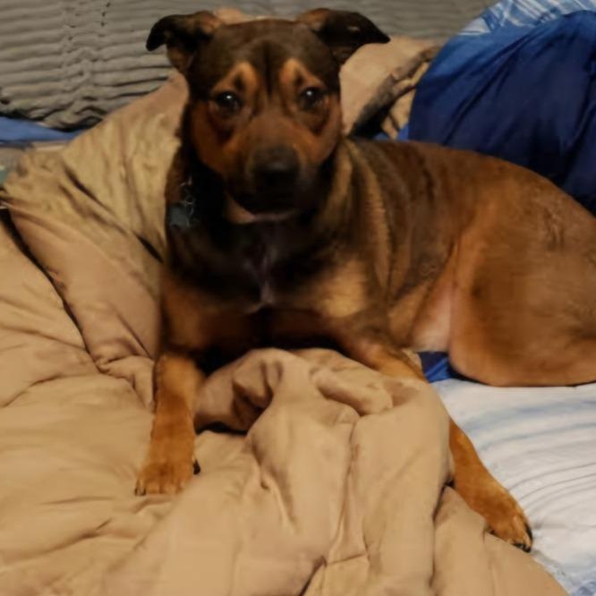 Finnegan, an adoptable German Shepherd Dog in River Falls, WI, 54022 | Photo Image 4