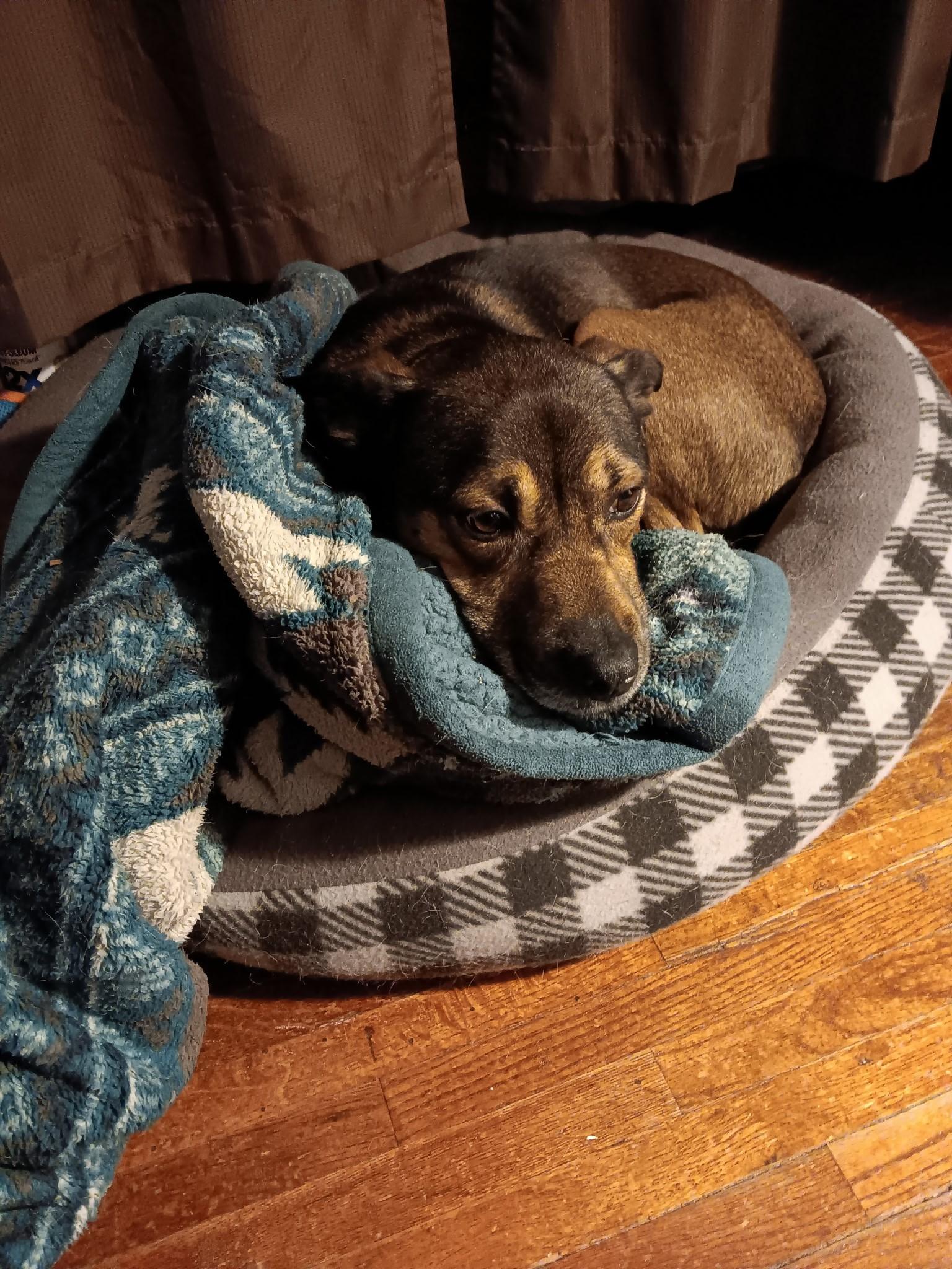 Chief's adoption fee is being sponsored, an adoptable Pointer, German Shepherd Dog in River Falls, WI, 54022 | Photo Image 1