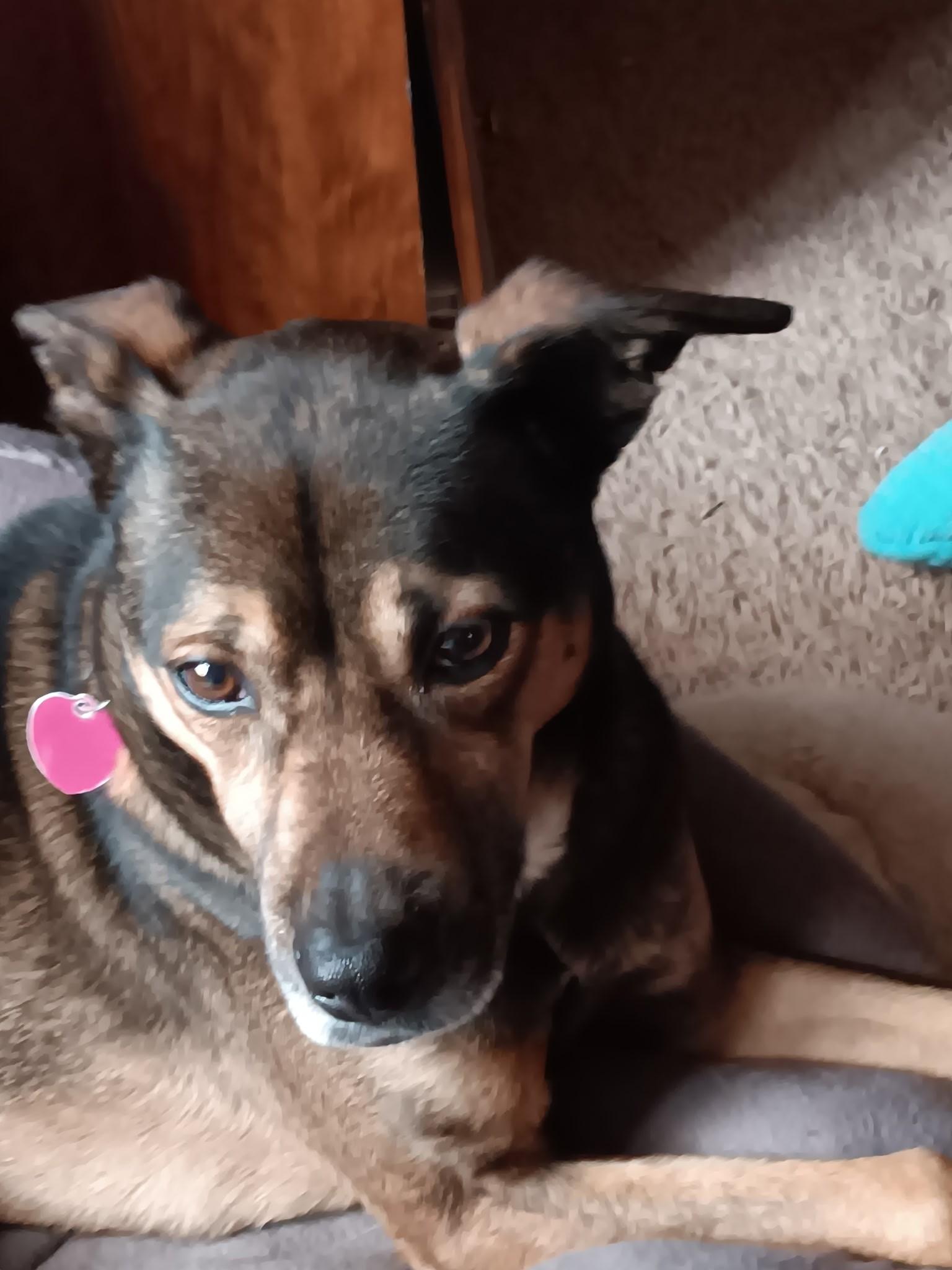 Enlarge Chief's adoption fee is being sponsored, a Adoptable mixed breed in River Falls, WI image 5/6