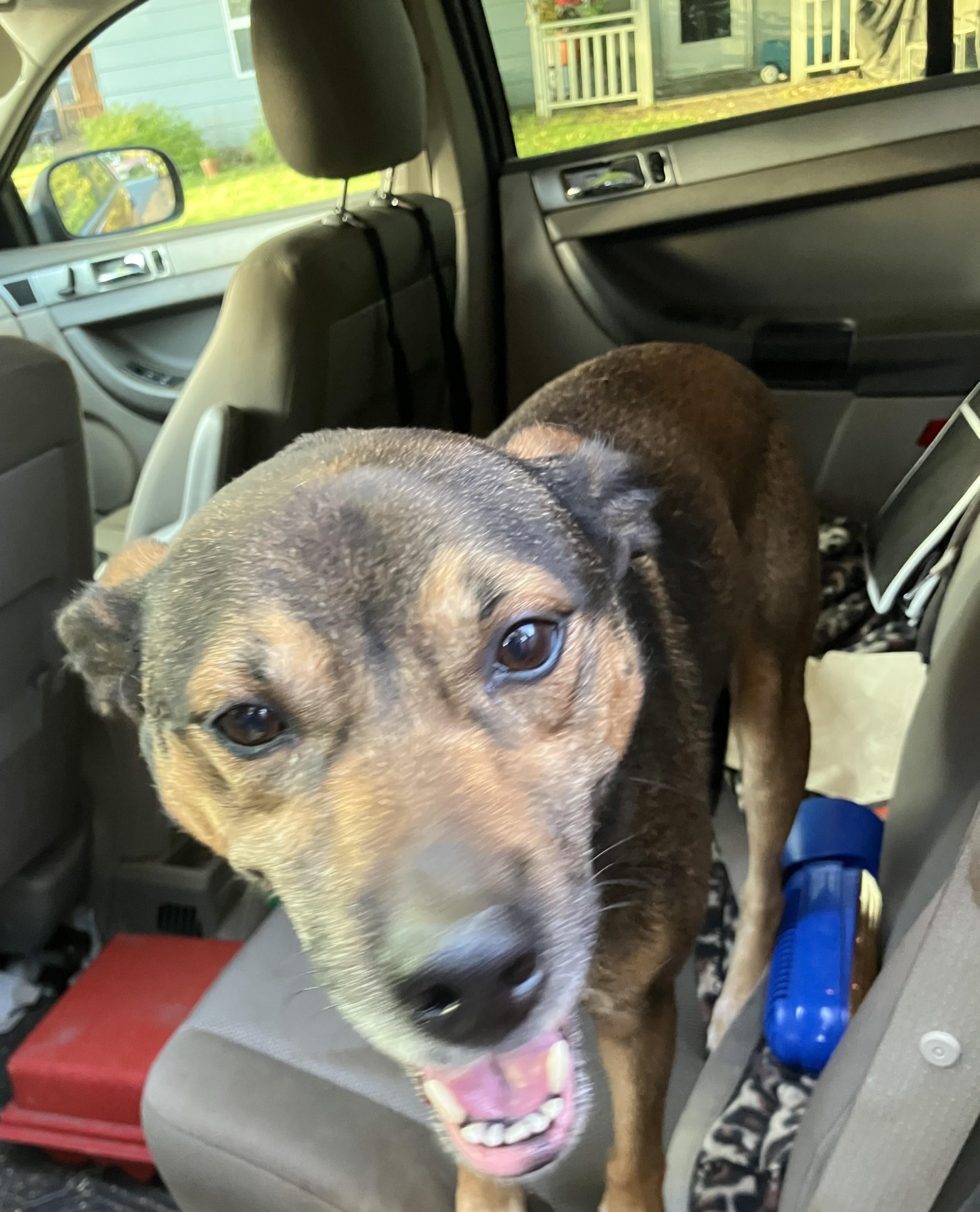 Chief's adoption fee is being sponsored, an adoptable Pointer, German Shepherd Dog in River Falls, WI, 54022 | Photo Image 4