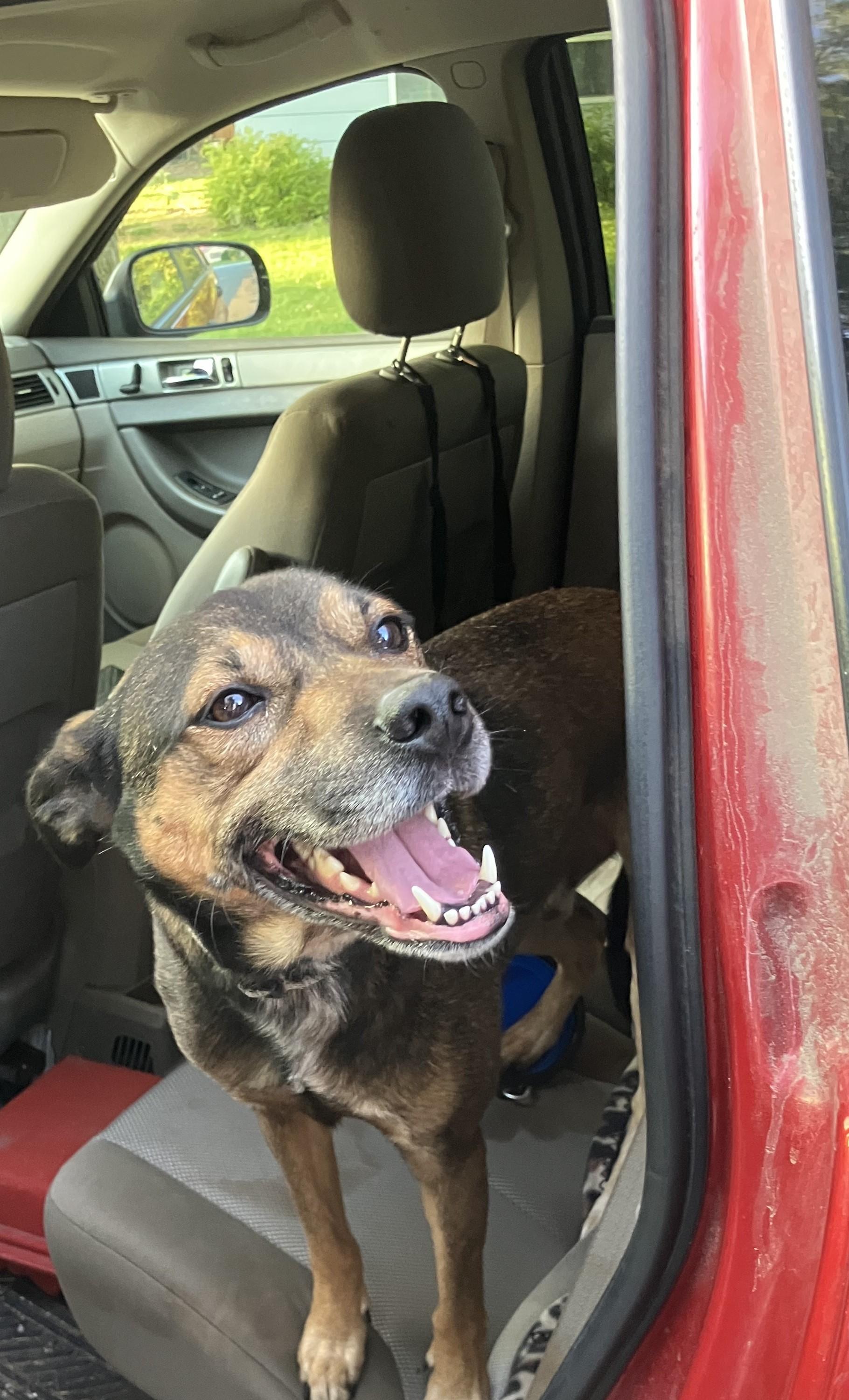 Enlarge Chief's adoption fee is being sponsored, a Adoptable mixed breed in River Falls, WI image 3/6