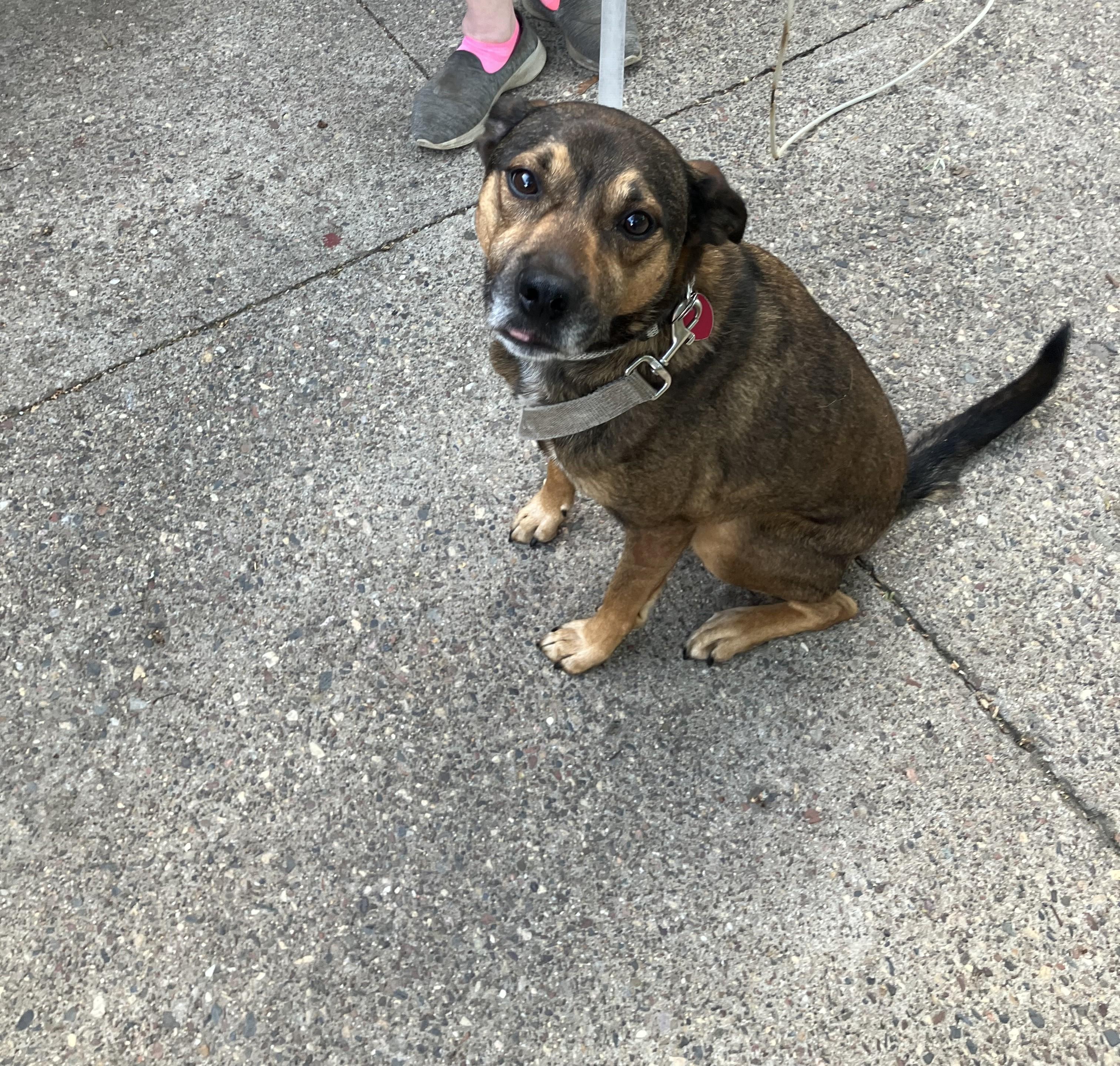 Chief's adoption fee is being sponsored, an adoptable Pointer, German Shepherd Dog in River Falls, WI, 54022 | Photo Image 5
