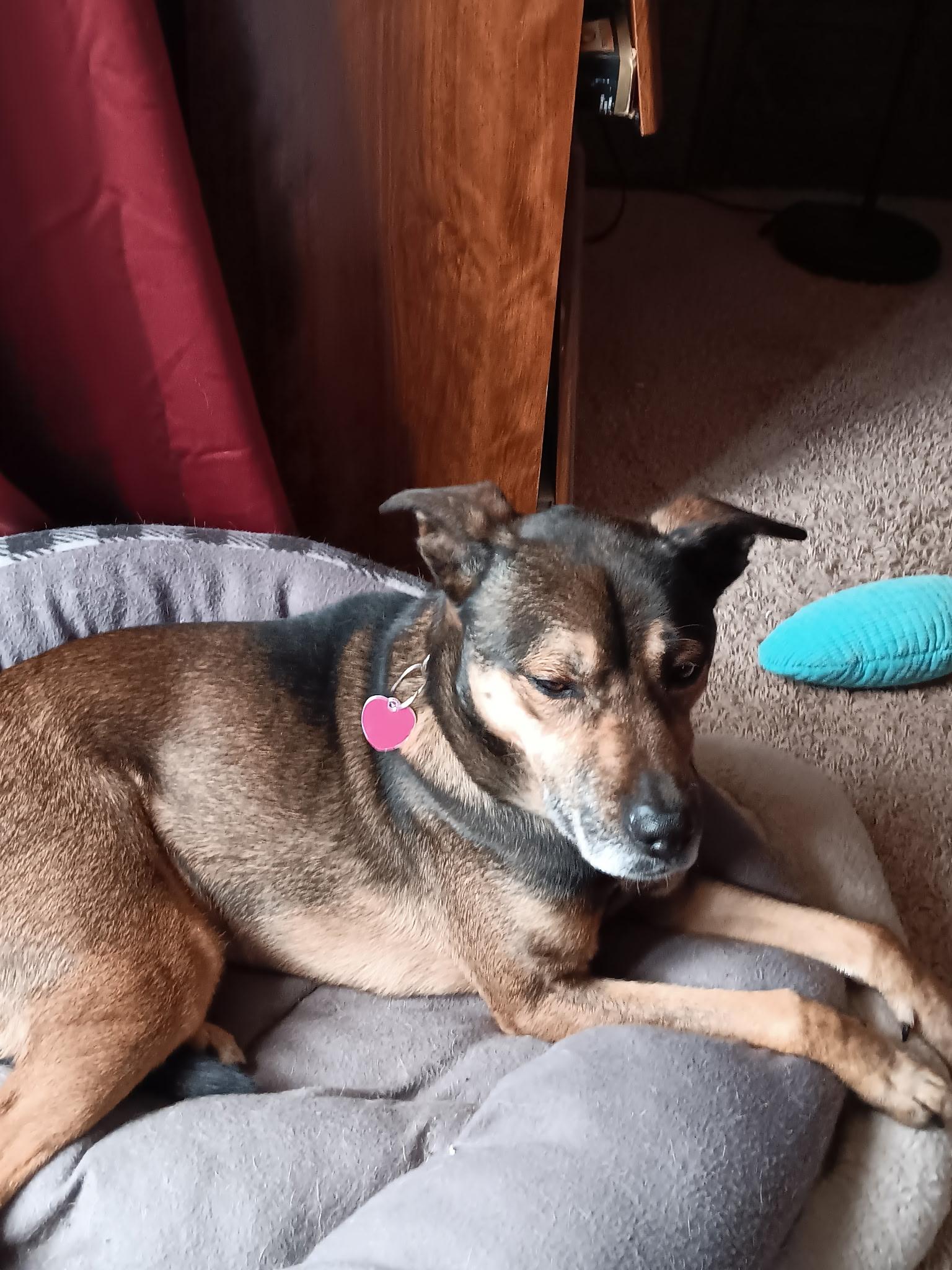 Enlarge Chief's adoption fee is being sponsored, a Adoptable mixed breed in River Falls, WI image 6/6