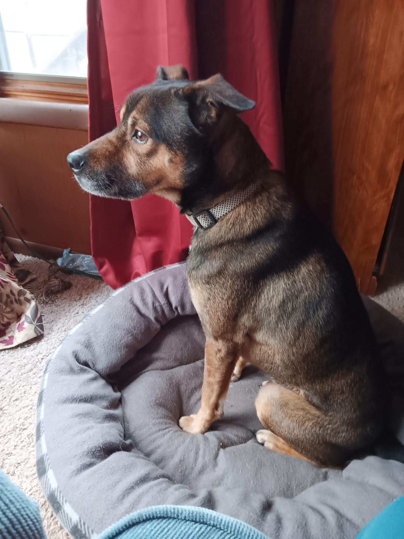 Enlarge Chief's adoption fee is being sponsored, a Adoptable mixed breed in River Falls, WI image 2/6